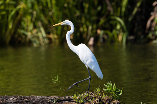 delta riverboats tours